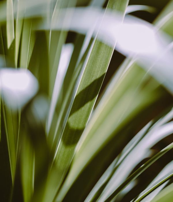 Abstract green nature background representing growth and energy